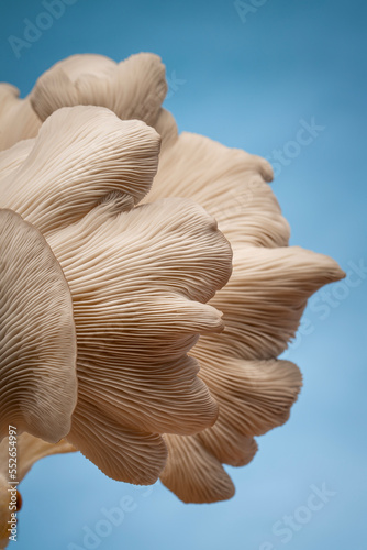 Oyster mushroom from underside showing gills