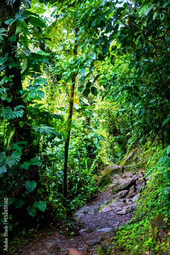 A dense rainforest with lush vegetation in volcano tenorio national park in Costa Rica  a path through the jungle near the famous rio celeste river © Jakub