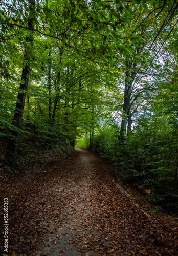 path in the forest © Cristian
