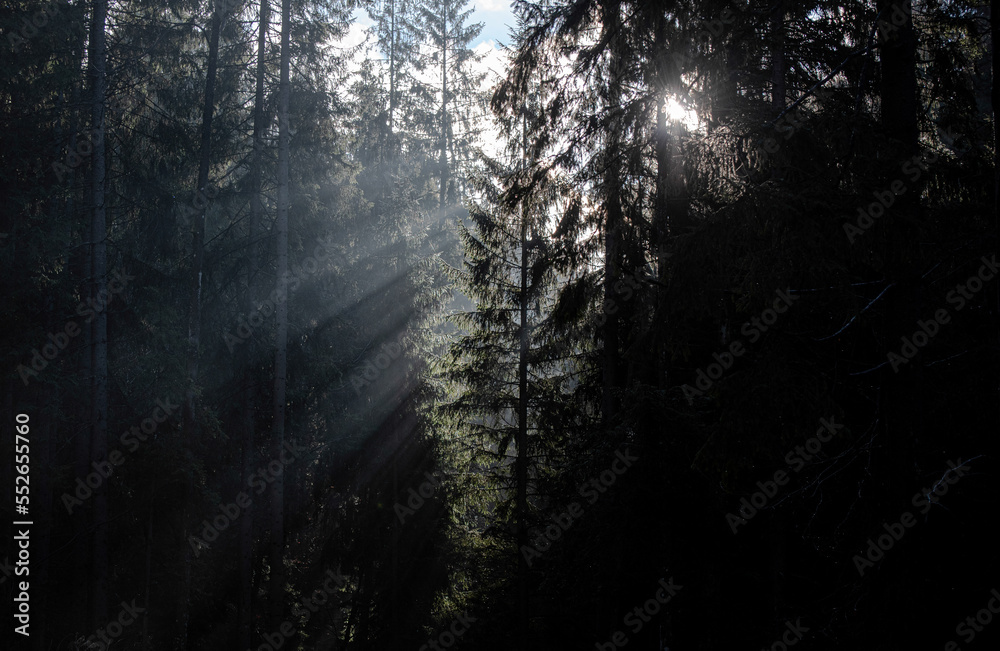 Naklejka premium sun rays through the forest