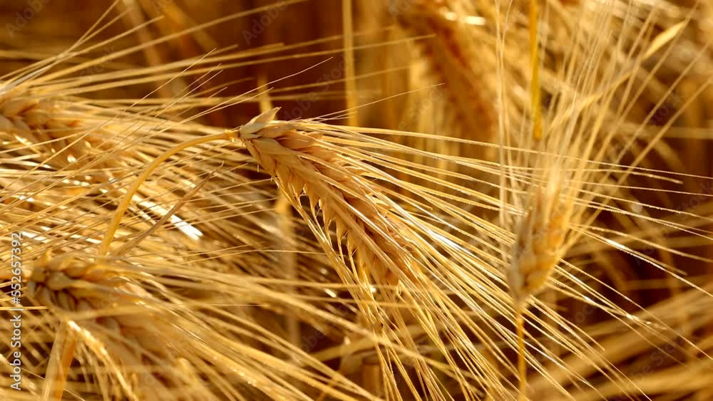 Highland barley and Tibetan village in Autumn Highland barley and Tibetan village in Autumn