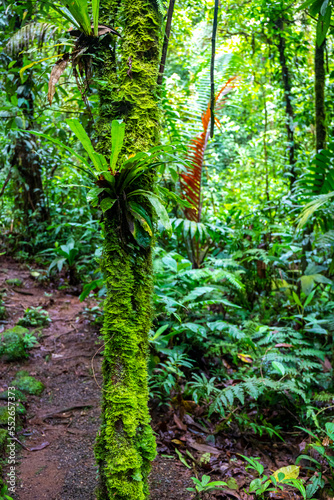 a magical, scenic path through Costa Rica's dense tropical rainforest; hiking through Costa Rica's jungle in braulio carrillo national park near san jose