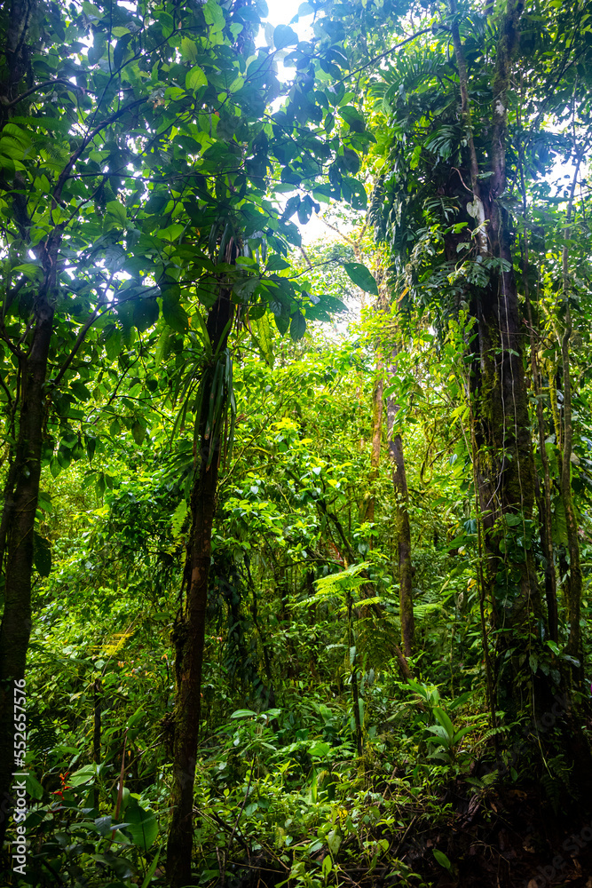 dense vegetation of braulio carrillo national park in costa rica; tropical rainforest full of unique plants dense vegetation of braulio carrillo national park in costa rica; tropical rainforest full of unique plants