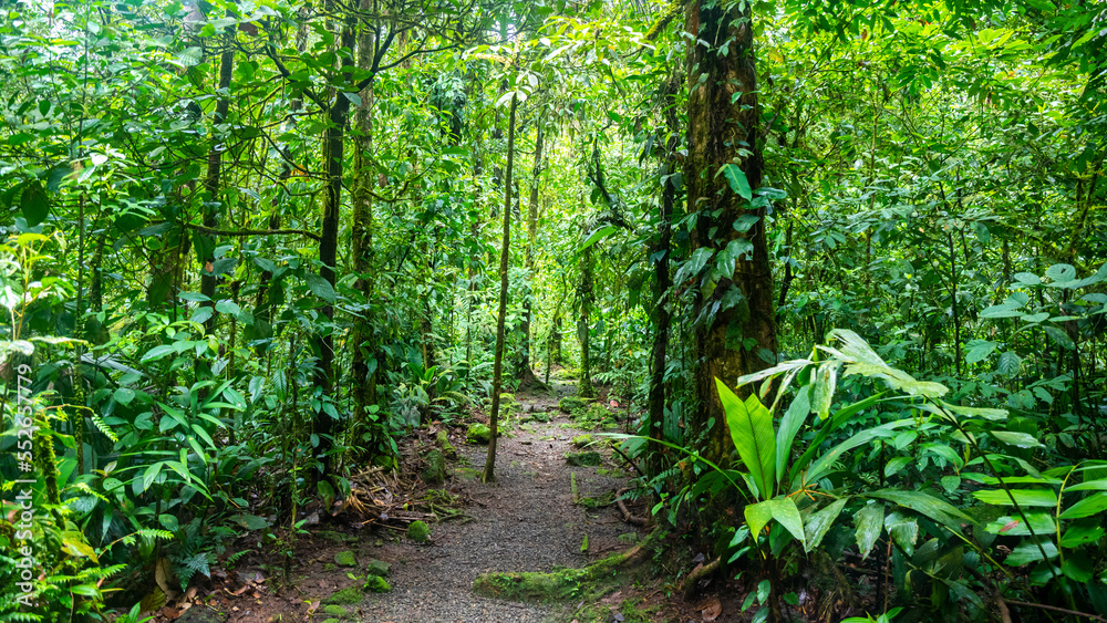a magical, scenic path through Costa Rica's dense tropical rainforest; hiking through Costa Rica's jungle in braulio carrillo national park near san jose a magical, scenic path through Costa Rica's dense tropical rainforest; hiking through Costa Rica's jungle in braulio carrillo national park near san jose