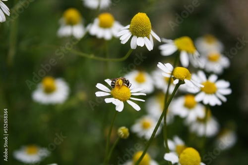 Bee   Chamomile