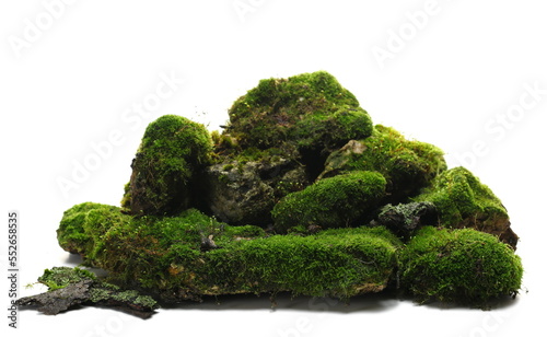 Green moss on stone, isolated on white background 