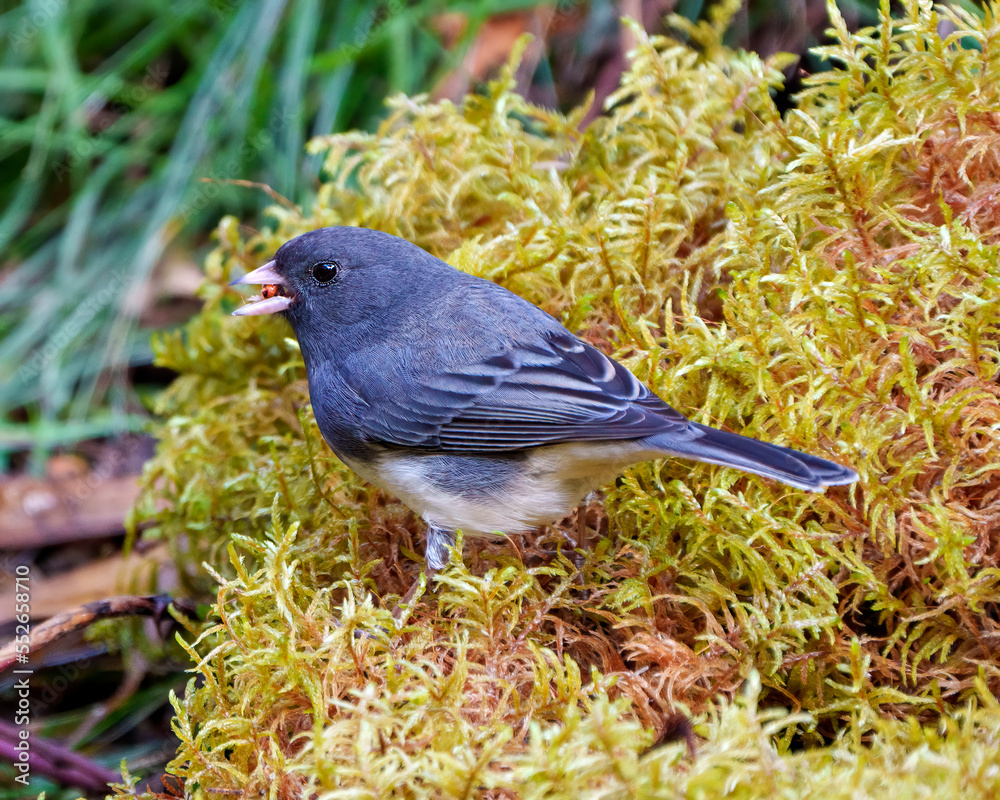 Obraz premium Junco Dark-eyed Bird Photo. Close-up profile side view standing on moss with food in its beak in its environment and habitat surrounding, and displaying grey and white colour.