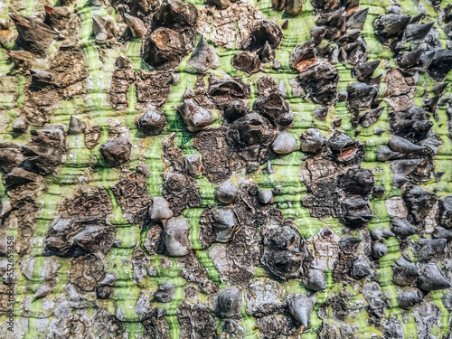 Texture of the bark with thorns of the Chorisia speciosa tree, close-up. Natural abstract pattern of prickly Ceiba speciosa trunk photo