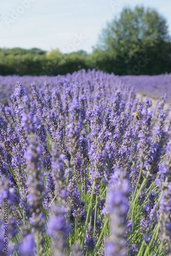 Colorful purple lavender field in Europe. Blossom in the aromatic plants field landscape. Fresh flowers in sunny day blue sky natural background wallpaper