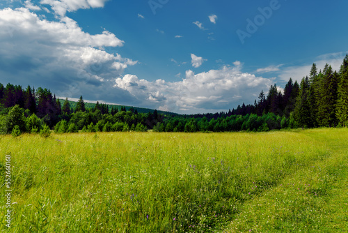 Summer landscape green meadow and forest in the background against the backdrop of a beautiful blue sky and white clouds.