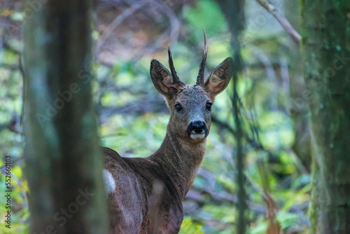 Deer in the woods. © mariusgabi