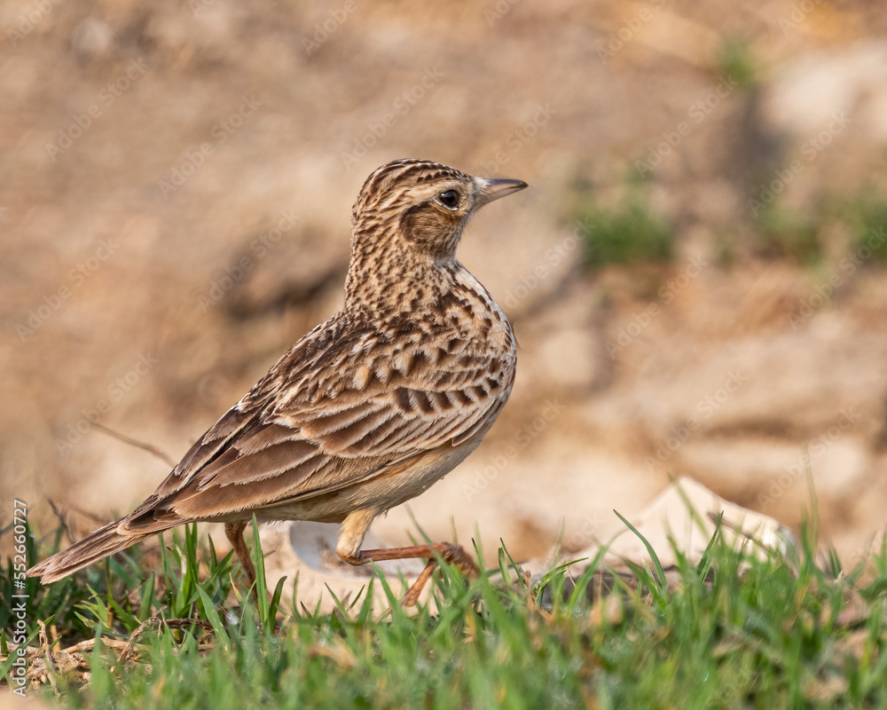 An Oriental Skylark on a cat walk