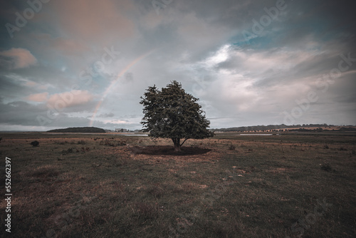 Ein Baum auf dem Feld mit Regenbogen