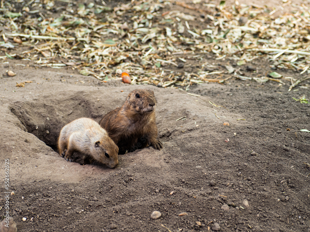 Two prairie dogs looking out from their hole Two prairie dogs looking out from their hole