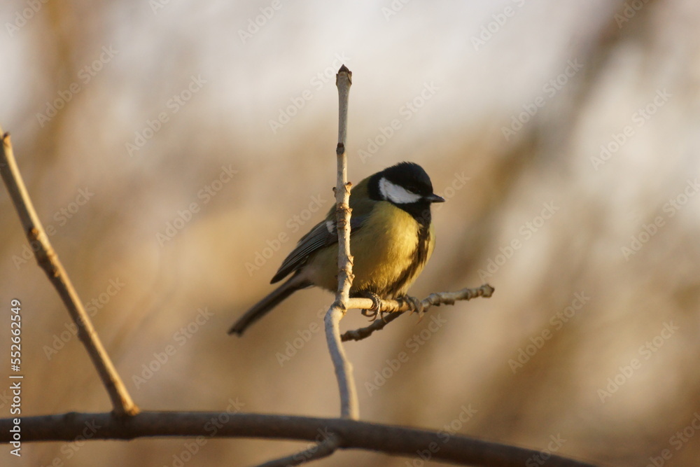 Fototapeta premium Titmouse on a tree branch