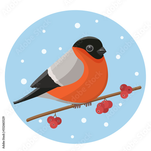 Vector cute bullfinch on a branch with rowan. Vector Christmas card. For Christmas decoration, posters, banners, sales and other winter events.