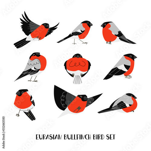 Cute Bullfinch birds vector set. Isolated on white background. Winter bird forest animal character illustration