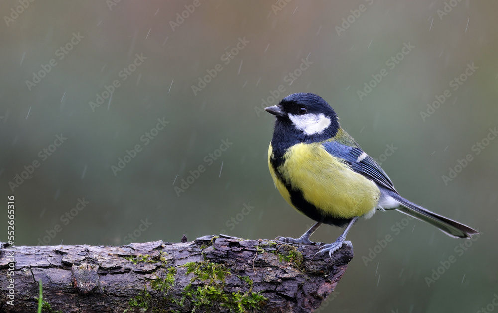 Fototapeta premium Cute wild eurasian great tit (Parus major) standing on a mossy in the rain. Bird on a mossy tree with a blurry green forest background. Small and common garden bird with beautiful colors. Spain.