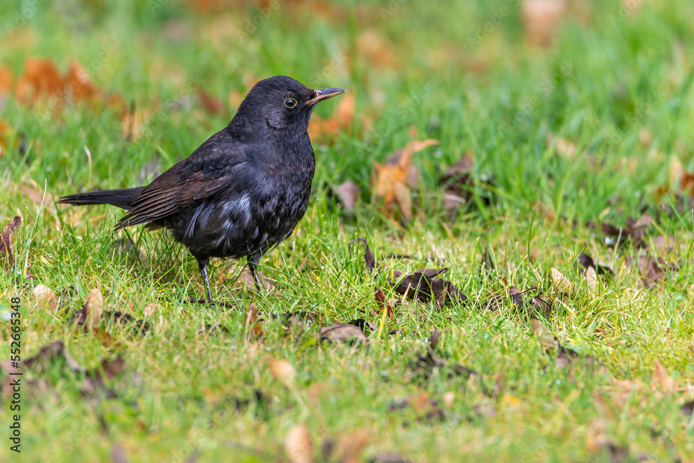 Eurasian Blackbird (Turdus merula). Blackbird on the grass Eurasian Blackbird (Turdus merula). Blackbird on the grass