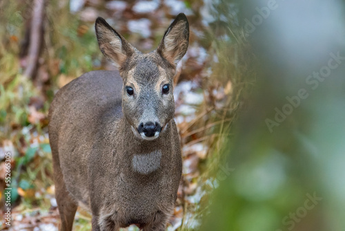 Fototapeta Naklejka Na Ścianę i Meble -  Deer in the woods: Deer in the forest: Deer in the grass. Roe deer in the field - (Capreolus Capreolus)