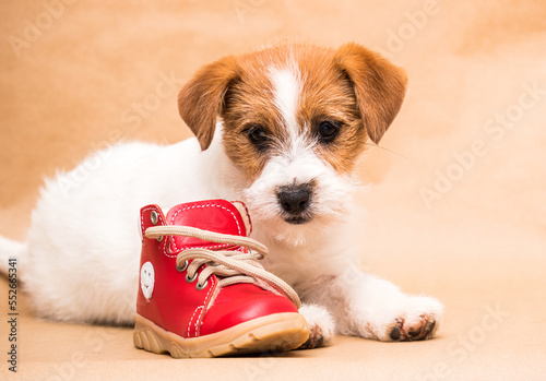 jack russell dog and boot