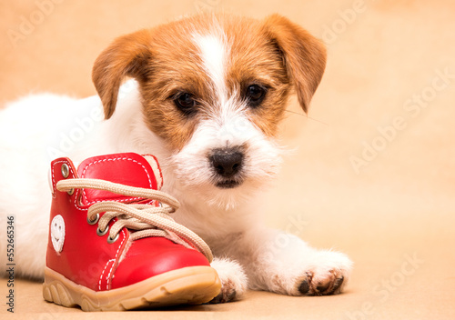 dog and boot