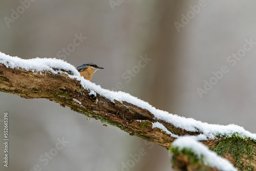 The Eurasian nuthatch or wood nuthatch (Sitta europaea). Bird on a branch. Bird on a tree