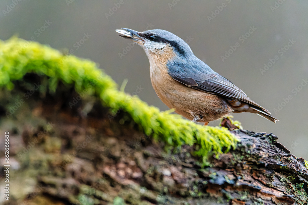 Obraz premium The Eurasian nuthatch or wood nuthatch (Sitta europaea). Bird on a branch