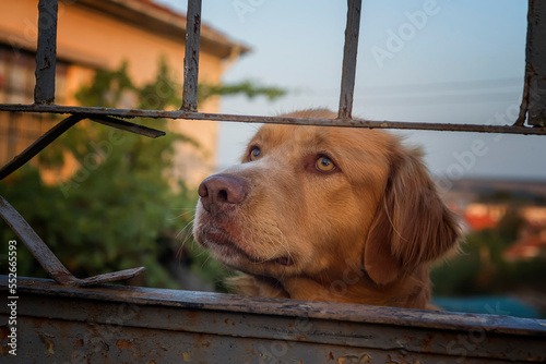 Golden retriever dog headshot. Dog looking over backyard fence. Dog peering over metal fence.
