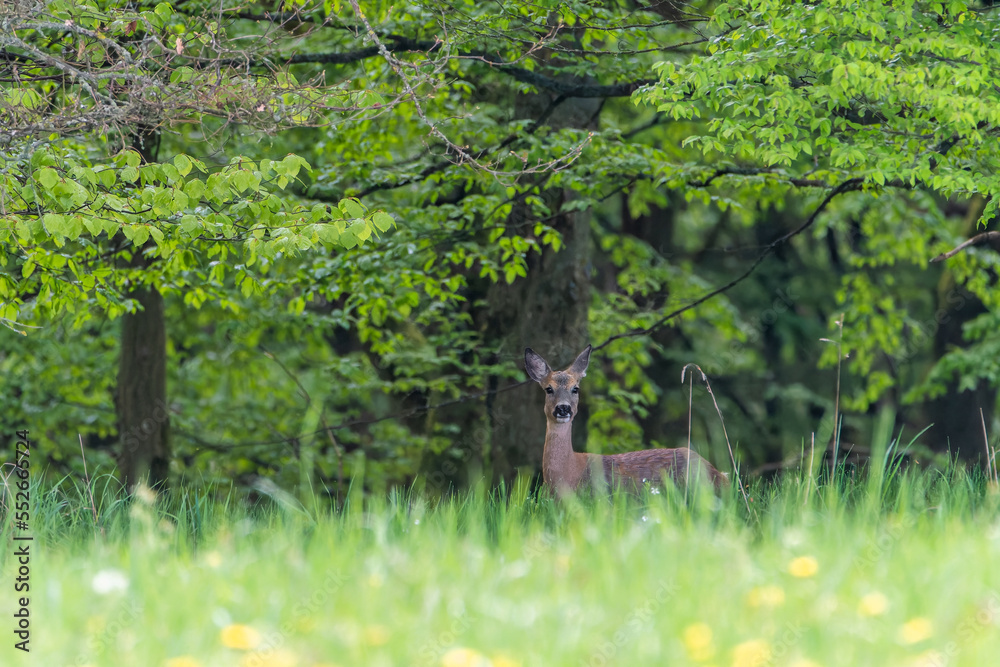 Deer in the grass. Roe deer in the field - (Capreolus Capreolus)