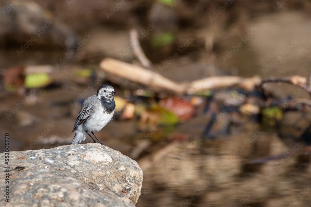 White wagtail (Motacilla alba) Motacilla (Wagtails) Birds White wagtail (Motacilla alba) Motacilla (Wagtails) Birds