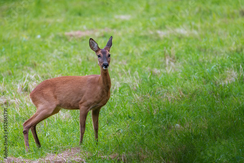 Deer in the grass. Roe deer in the field - (Capreolus Capreolus)