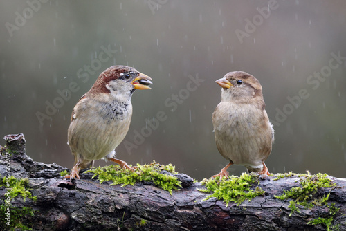 Beautiful couple of house sparrows (Passer domesticus) standing on a branch in the rain. Cute birds in love. Male sparrow offering a sunflower to the female in natural environment. Spain.