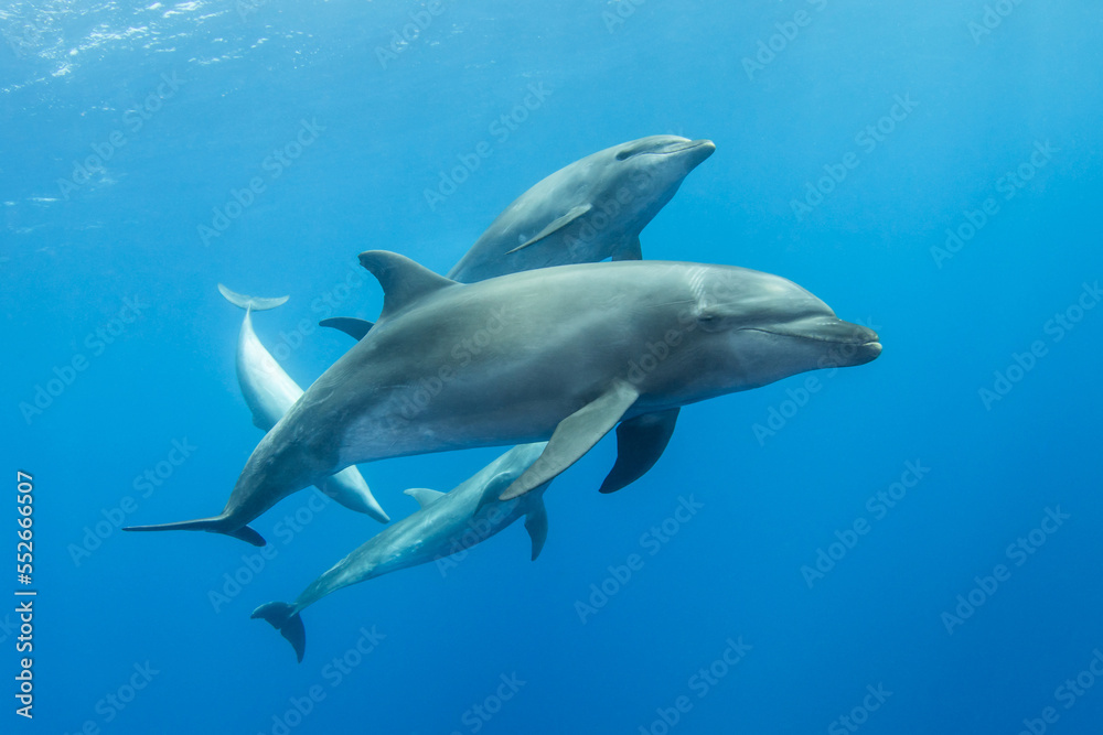 Bottlenose dolphin in their natural environment