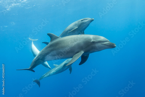 Bottlenose dolphin in their natural environment