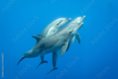 Bottlenose dolphin in their natural environment