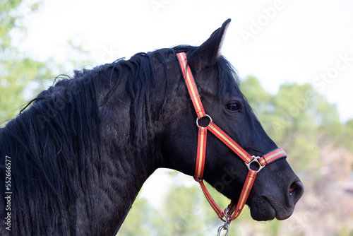 Portrait of a pretty black horse