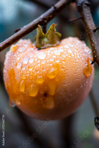 Persimmon fruit on a tree in an autumn garden. persimmon in water droplets , persimmon macro . selective focus