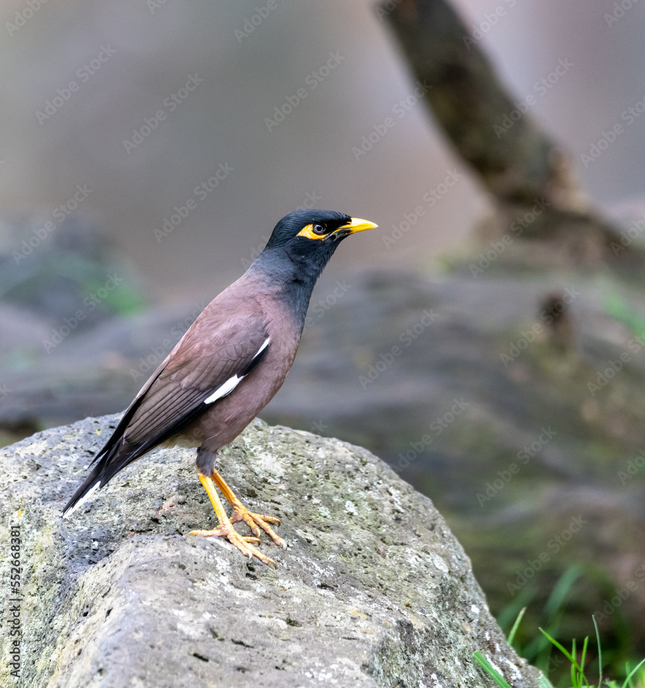 Common myna (Acridotheres tristis) Common myna (Acridotheres tristis)