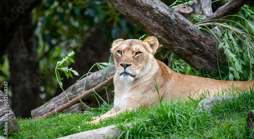 Lioness  Panthera leo 