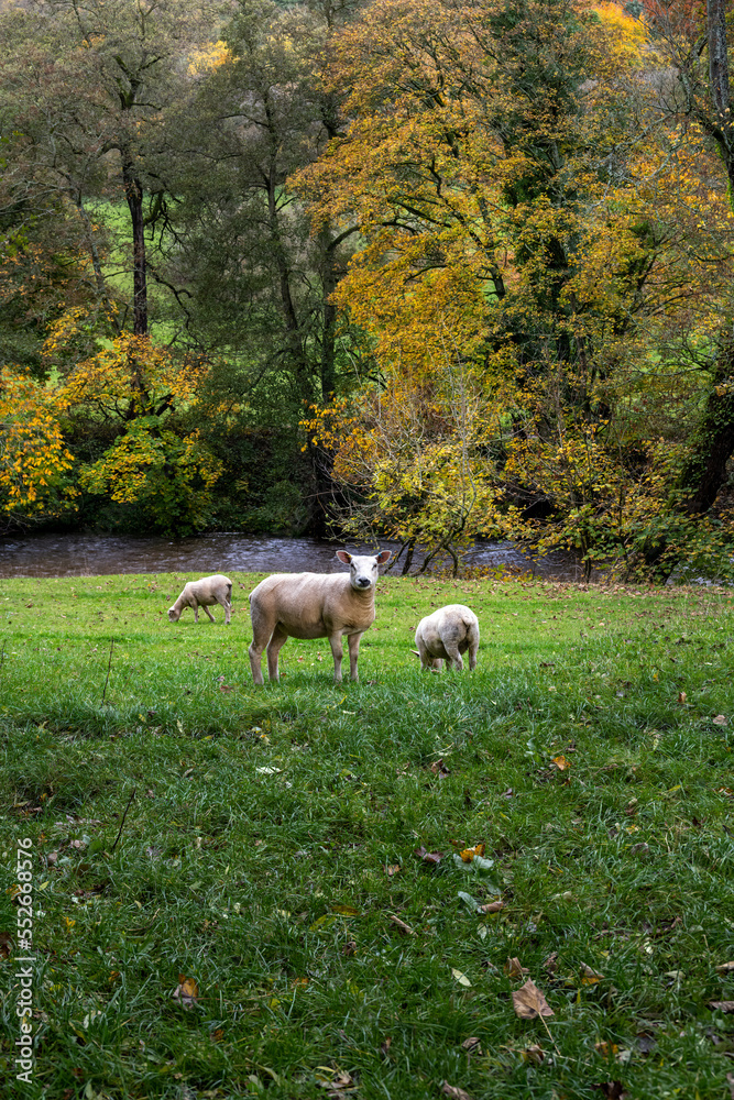 Walking along the river Derwent in autumn, lambs in a field, Peak District, England Walking along the river Derwent in autumn, lambs in a field, Peak District, England