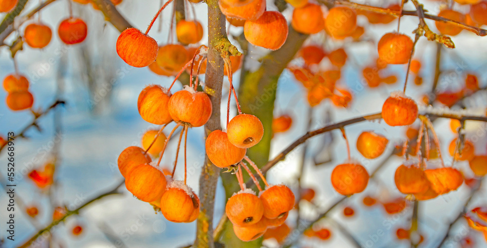 kleine rote Äpfel im Garten auf einem Baum bedeckt mit Schnee im Winter