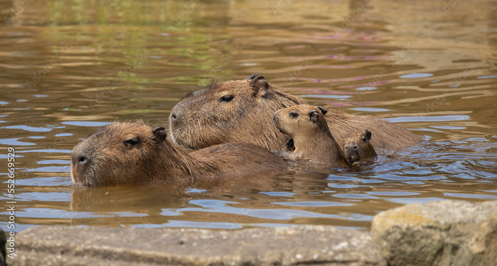close up of Capybara Hydrochaeris hydrochaeris family enjoying a swim close up of Capybara Hydrochaeris hydrochaeris family enjoying a swim