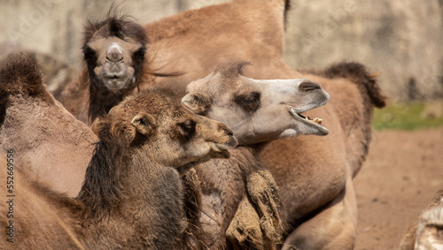 Camel is an ungulate within the genus Camelus photo