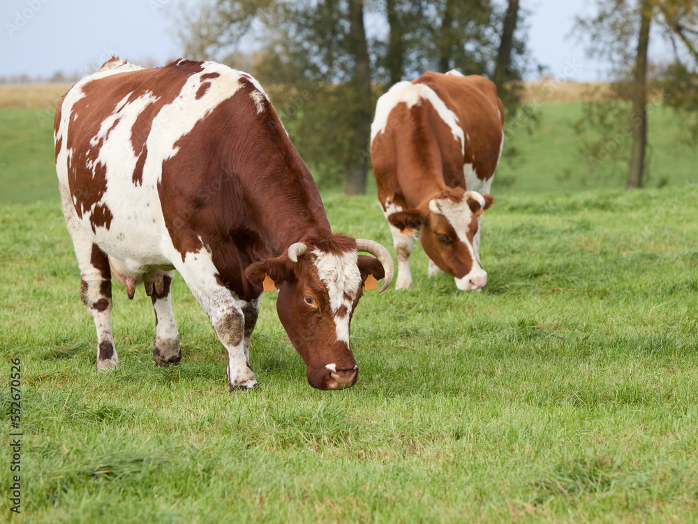 Brown white cows in the prairie Brown white cows in the prairie
