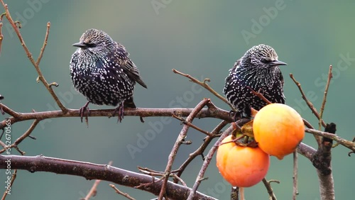 Beautiful shot of Common Starling feeding on palm fruit in rain weather.
