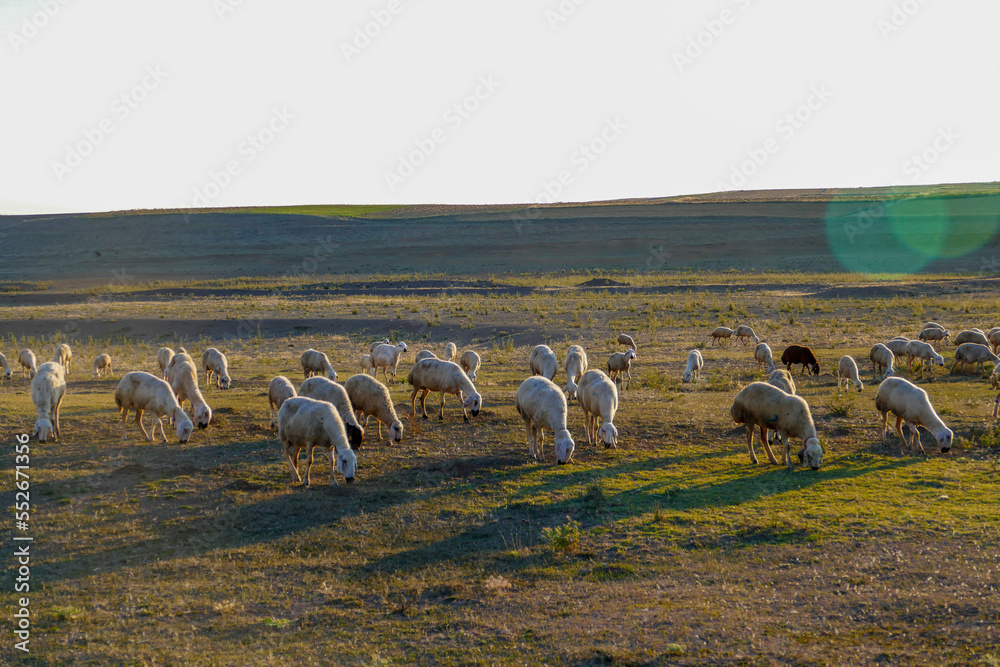 flock of sheep grazing in the field, sheep and lambs grazing in the open field, flock of sheep,
