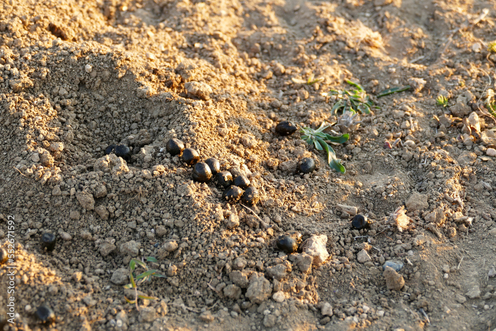 Sheep poop on the ground, fresh sheep poop, in the form of black olives