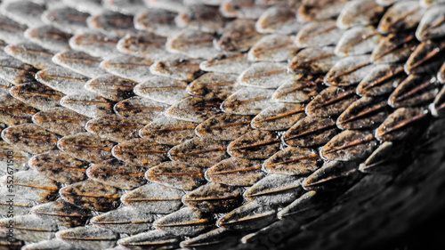 snake scales