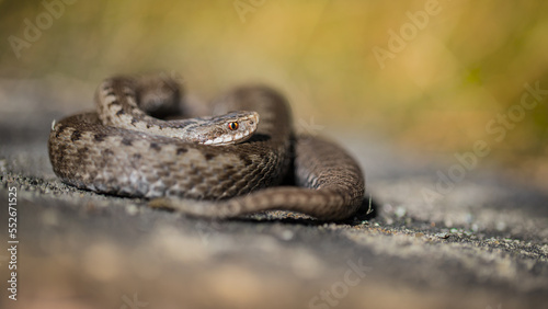 close up of a rattlesnake